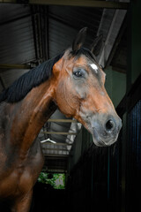 Fototapeta premium Portrait of a Bay Gelding on Black Background