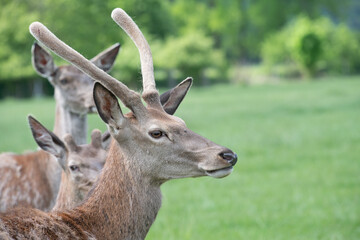A group of deer (Cervus elaphus barbarus) stands at the edge of a meadow. The animals look to the side. The background is green.