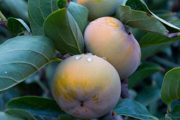 Close-up of ripe persimmons hanging from a tree branch in Karaj, Iran, during harvest season, with...