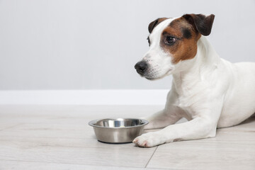Cute Jack Russell Terrier dog with bowl of food on floor near grey wall. Space for text