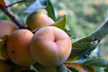 Close-up of ripe persimmons hanging from a tree branch in Karaj, Iran, during harvest season, with...