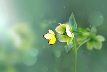 Beautiful wild flowers and butterfly in meadow summer nature.