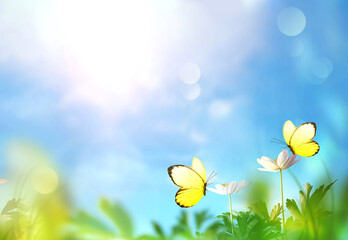 Beautiful wild flowers and butterfly in meadow summer nature.