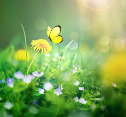 Beautiful wild flowers and butterfly in meadow summer nature.
