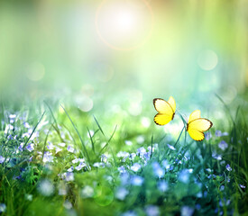 Beautiful wild flowers and butterfly in meadow summer nature.