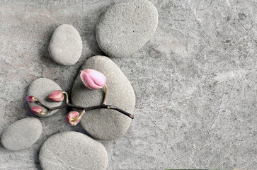 Pink orchids flowers on a grey stone background