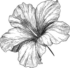 Fototapeta premium Black and white line drawing of detailed hibiscus flower. Vector illustration in sketch style