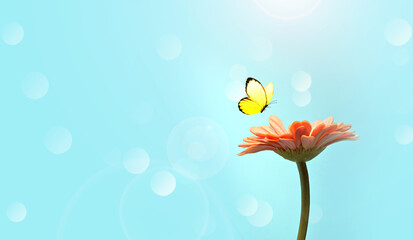 Flower and butterfly with blur shiny background. Nature background.