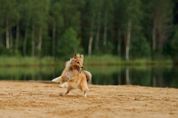 Sheltie energetically wrestling on sandy ground with a serene water backdrop and lush forest. The...