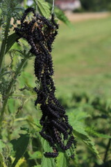 Black Peacock-eye butterfly caterpillars (Aglais io, formerly Inachis io) close-up sitting on...