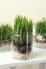 Wheat grass in transparent pots on white shelf against beige background, closeup