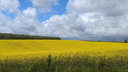 yellow rape field