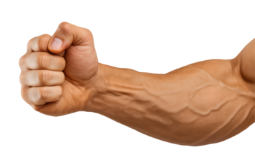 Close-Up of a Strong Muscular Arm with Veins Prominently Visible and Fist Clenched, Showcasing Physical Strength and Power, Isolated on Transparent and White Background