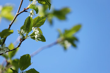 Beautiful blossoming plum tree with white flowers under blue sky, low angle view. Space for text