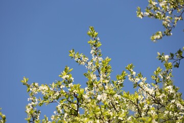 Beautiful blossoming plum tree with white flowers under blue sky, low angle view