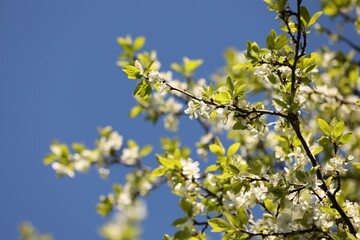 Beautiful blossoming plum tree with white flowers under blue sky, low angle view. Space for text