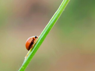 Koksi Beetles (Coccinellidae) Exploring Plant Stems: Macro Beauty