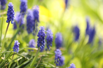 Obraz premium Many beautiful flowers growing outdoors in spring, closeup. Space for text