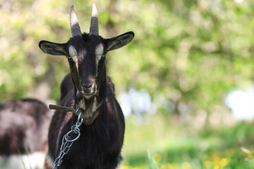 Cute goat grazing in meadow on sunny day, space for text