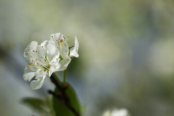 Beautiful blossoming plum tree with white flowers outdoors, closeup. Space for text