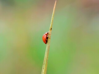 Fototapeta premium Coccinellidae Insects on Plants: Close-up Detail of a Red Ladybug