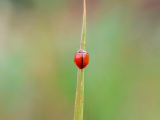 Obraz premium Natural Harmony: Coccinella septempunctata on Green Plant Stems