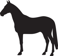 Akhal-Teke Horse vector silhouette on white background