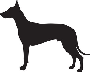 Andalusian Hound vector silhouette on white background