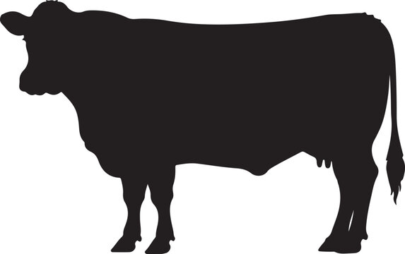 Angus Cow vector silhouette on white background