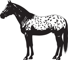 Appaloosa Horse  vector silhouette on white background