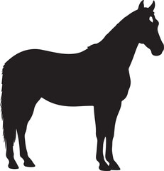 Appaloosa Horse vector silhouette on white background