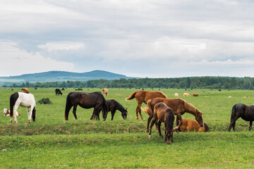 Modern animal livestock. Horses grazing in green field grassland farm countryside background. Horse...