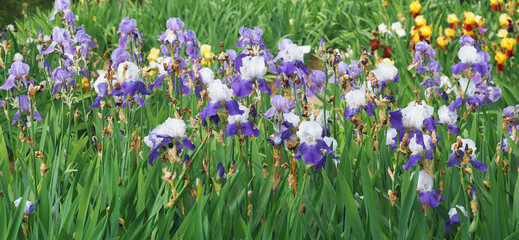 Purple white iris flowers, Royal bearded iris, panoramic
