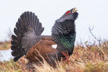 Western capercaillie (Tetrao urogallus)