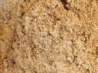 Textured Shelly Limestone Rock with Embedded Fossil Shells