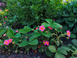Blooming wild strawberry plants showing vibrant pink flowers in prague letna park