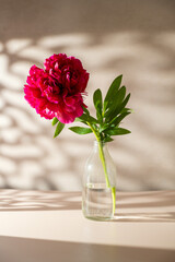Red peony flower in a vase. Blooming peony flower, neutral background