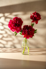 Red peony flower in a vase. Blooming peony flower, neutral background