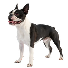 Fototapeta premium Boston Terrier Portrait: A handsome Boston Terrier strikes a pose, its iconic black and white markings standing out, with a bright-eyed expression on its expressive face.
