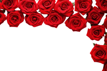 PNG Red rose border flower blossom plant.