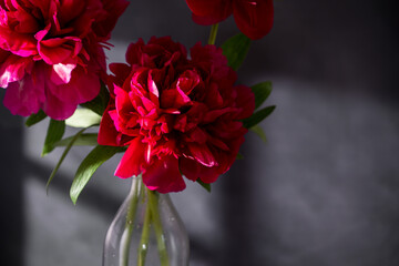 Red peony flower in a vase. Blooming peony flower, dark background