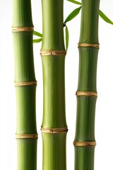 Obraz premium Three bamboo stalks stand tall, against a white background