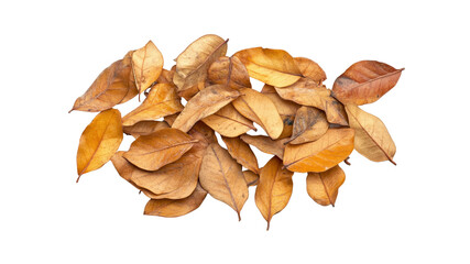 Pile of Dried Brown Autumn Leaves Isolated on Transparent Background