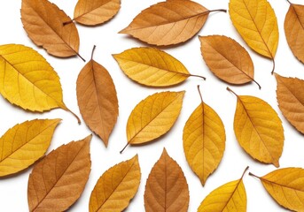 Fototapeta premium Autumn leaves collection flat lay on white background
