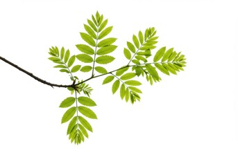 Fresh green rowan tree branch with leaves isolated on white