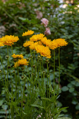 Coreopsis grandiflora (Girl's eye) blooming in the garden