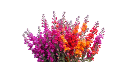 Vibrant Snapdragon Bouquet A Rainbow of Colors