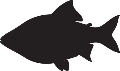 Black Ruby Barb vector silhouette on white background