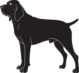 Bracco Italiano dog vector silhouette on white background