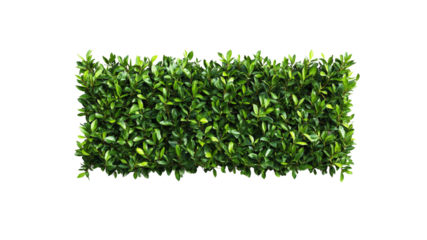 Lush Green Hedge, Top View, Isolated on Transparent Background